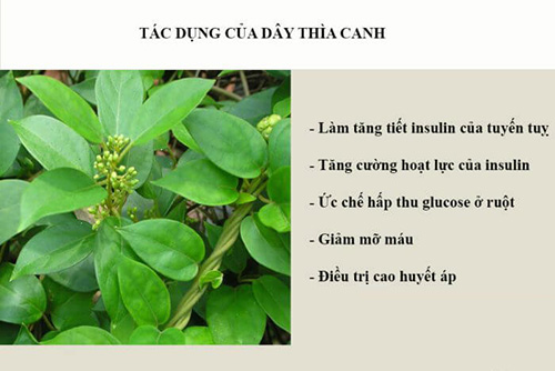 tác dụng của dây thìa canh