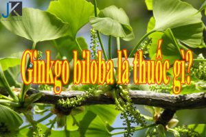 Ginkgo biloba là thuốc gì